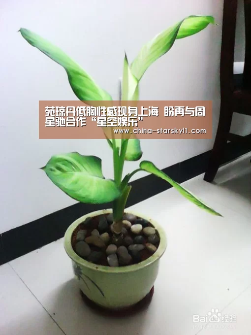 星空娱乐